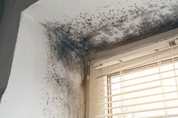 Trusted Crawl Space Mold Removal service in Fort Lee, VA - Cheap Mold Removal