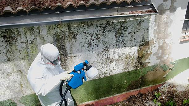 Top rated local Mold Cleanup specialists in Fort Lee, VA